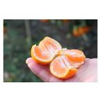 ふるさと納税 果物類 みかん 和歌山県 有田川町 12／25までにご入金確認分は年内発送確定 開けてびっくり 大小色んな大きさのみかんの玉手箱 箱込み約10kg（2S…