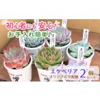 花 苗木 エケベリア オリジナル 交配種 おまかせ 2個