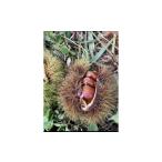 fu.... налог фрукты вид каштан Hyogo префектура Tanba город Tanba каштан (3L и больше *1kg)