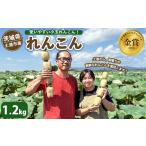 人参 大根 他根菜 れんこん 1.2kg