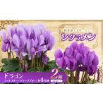花 シクラメン ドラゴン ライトブルー ディープブルー2色入…