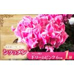 花 シクラメン フリンジ咲き ドリームピンク
