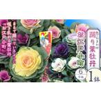 花 踊り葉牡丹 6号鉢 鉢植え 葉牡丹 葉ぼたん