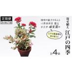 花 苗木 寄せ植え 江戸の四季 3ヶ月に1回お届け
