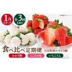 いちご 2027年1月~発送 3回定期便