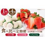 いちご 2027年1月~発送 4回定期便
