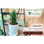 花 苗木 電磁波吸収サボテン セレウス ペルヴィアナス