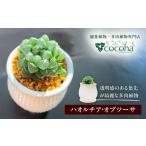 花 苗木 キラキラ輝く砂漠の宝石 ハオルチア