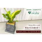 花 苗木 鮮やかなイエローグリーンが美しい