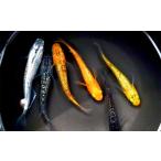生き物 ラメミックスメダカ 6匹
