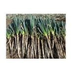 fu.... налог овощи вид лук порей Nagano префектура .. город .. город рисовое поле . производство земля имеется лук-батун примерно 3kgl лук-батун овощи .. земля имеется свежесть прекрасный тест .. кулинария выгода .... производство Nagano префектура ........