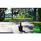苗木 ワシントンヤシモドキ 10号鉢 鉢 植物
