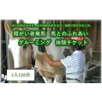 体験チケット 障がい者乗馬 馬とのふれあい