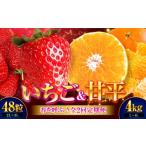 ショッピング甘平 ふるさと納税 いちご 愛媛県 大洲市 いちご・甘平 春を呼ぶ 定期便 先行予約 全2回定期便 いちご(紅ほっぺ)24粒×2箱・甘平4kg(Lから4Lサイズ混合) | 先行予約…