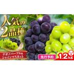 ぶどう マスカット 新鮮 ナガノパープル&シャインマスカッ…