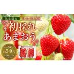 ふるさと納税 いちご 福岡県 遠賀町 今季初採れあまおう 2パック 数量限定 2025年12月上旬〜2026年1月下旬発送予定 あまおう いちご イチゴ 苺 フルーツ 果物 …