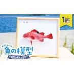 萬さん手作り 本物そっくり魚の模型 1点