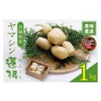 人参 大根 他根菜 ヤマシン蓮根 1kg