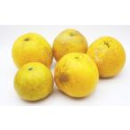 ふるさと納税 みかん�