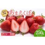 ショッピングふるさと納税 いちご ふるさと納税 いちご 高知県 宿毛市 いちご 1パック（250g） 2026年1-3月発送 1パック （250g）5,000円