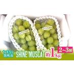 ふるさと納税 ぶどう マスカット 山梨県 笛吹市  2026年発送 先行予約 シャインマスカット　約1kg（2-3房入） 214-004-26y