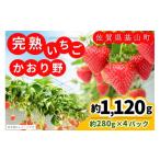 ふるさと納税 いちご 佐賀県 基山町  先行受付 2026年1月より発送 農場直送 かおり野(約280g×4P) ふるさと納税 基山町産 いちご イチゴ 朝採れ 完熟果 K10000…