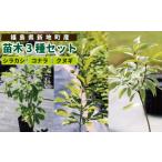 苗木 苗木3種セット シラカシ コナラ クヌギ