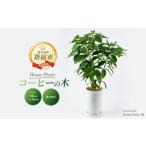 花 苗木 観葉植物 コーヒーの木 50cm~70cm