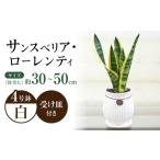 インテリア 観葉植物 サンスベリア ローレンティ