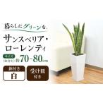 インテリア 観葉植物 サンスベリア ローレンティ