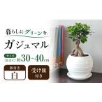 観葉植物 ガジュマル 多幸の木 ホワイトスクエア