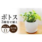 花 苗木 観葉植物 ポトス オウゴンカズラ 3種