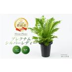 花 苗木 2026年4月上旬~発送 観葉植物