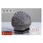 化石 カサガイ 加藤樹石苑 01227an019