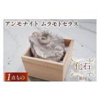 化石 ムラモトセラス 羽幌産 アンモナイト