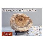 化石 ハウエリセラス 羽幌産 アンモナイト