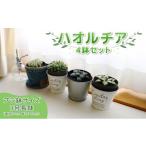 花 苗木 ハオルチア ピグマエア プラネット