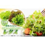 野菜類 新鮮しゃきしゃきレタス 1675682