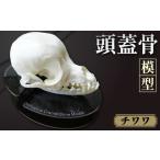 チワワの頭蓋骨模型 チワワ 頭蓋骨模型 樹脂模型