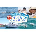 体験チケット 貸切 イルカウォッチング 沿岸