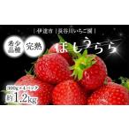 ふるさと納税 いちご 福島県 伊達市 完熟いちご「ほしうらら」 約1.2kg いちご イチゴ 苺 デザート フルーツ 果物 くだもの 果実 食品 F21C-299