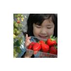 ふるさと納税 いちご 岡山県 津山市  2026年1月より順次発送 朝採れ新鮮まほらのいちご(さちのか)4パック入り箱 1596290