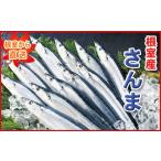 魚貝類 さんま A-71050 根室産 冷凍生サンマ20尾