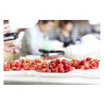 ショッピングふるさと納税 さくらんぼ ふるさと納税 果物類 さくらんぼ 山形県 中山町  2026年発送 山形と言えばさくらんぼ 紅秀峰 約350g×2P (L〜2L)