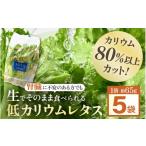 セット 詰合せ 低カリウム水耕レタス JOIA