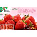 ふるさと納税 いちご 栃木県 鹿沼市  訳あり とちあいか 不揃い粒 2kg×3箱 計6kg（家庭用、ジャム・冷凍など加工用にもおすすめ） 果物 いちご 朝取り 新鮮 …