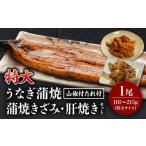 ふるさと納税 うなぎ 宮崎県 宮崎市 《2026年3月発送予定》国産うなぎ蒲焼(特大サイズ)・きざみ・肝焼きセット_M069-014_01-mar 3月発送予定