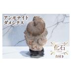 化石 ダメシテス 小平産 アンモナイト 台付き