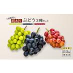 ふるさと納税 果物類 ぶどう 長野県 松川町 TK32-26A 先行予約 ぶどう3種セット 家庭用 （ナガノパープル／シャインマスカット／クイーンルージュ?） 約1.5kg …