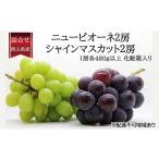 ぶどう 2026年 オーロラブラック 2房